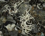 Thamnolia vermicularis ssp. subuliformis image