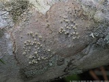 Syncesia byssina image