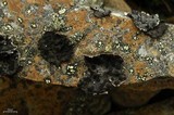 Umbilicaria virginis image