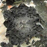Umbilicaria proboscidea image