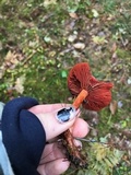 Cortinarius sect. Dermocybe image