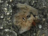 Umbilicaria proboscidea image