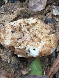 Entoloma abortivum image