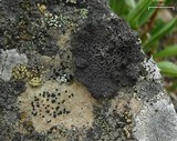 Umbilicaria proboscidea image