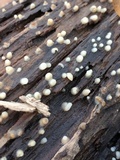 Helicogloea compressa image
