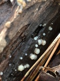Helicogloea compressa image