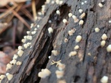 Helicogloea compressa image