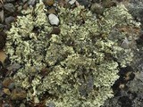 Xanthoparmelia coloradoensis image