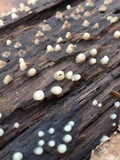 Helicogloea compressa image