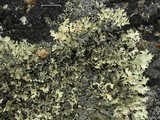 Xanthoparmelia coloradoensis image