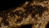 Byssosphaeria schiedermayeriana image