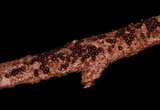 Byssosphaeria schiedermayeriana image