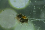 Byssosphaeria schiedermayeriana image