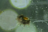Byssosphaeria schiedermayeriana image