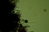 Byssosphaeria schiedermayeriana image