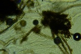 Byssosphaeria schiedermayeriana image