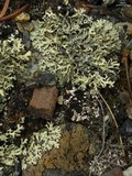 Xanthoparmelia wyomingica image