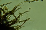 Byssosphaeria schiedermayeriana image