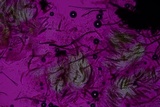 Byssosphaeria schiedermayeriana image