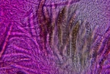 Byssosphaeria schiedermayeriana image