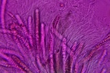 Byssosphaeria schiedermayeriana image