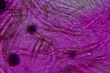 Byssosphaeria schiedermayeriana image