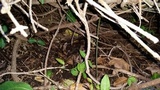 Byssosphaeria schiedermayeriana image
