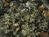Xanthoparmelia wyomingica image