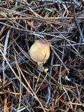 Lepiota magnispora image