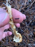 Lepiota magnispora image