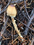 Lepiota magnispora image