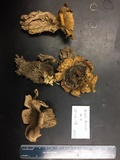 Scleroderma floridanum image