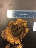Scleroderma floridanum image