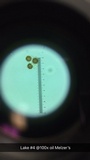 Scleroderma floridanum image