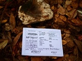 Russula densifolia image