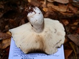 Russula densifolia image