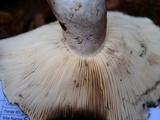 Russula densifolia image