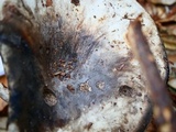 Russula densifolia image