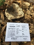 Russula densifolia image