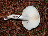 Clitopilus prunulus image