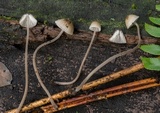 Mycena fragillima image