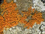 Xanthoria elegans image