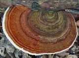 Hexagonia variegata image