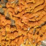 Xanthoria elegans image