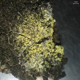 Caloplaca xanthostigmoidea image