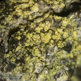 Caloplaca xanthostigmoidea image
