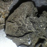 Collema furfuraceum image