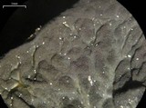 Collema furfuraceum image
