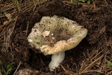 Russula aeruginea image