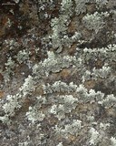 Arctoparmelia centrifuga image